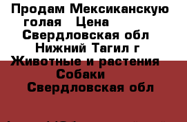 Продам Мексиканскую голая › Цена ­ 3 000 - Свердловская обл., Нижний Тагил г. Животные и растения » Собаки   . Свердловская обл.